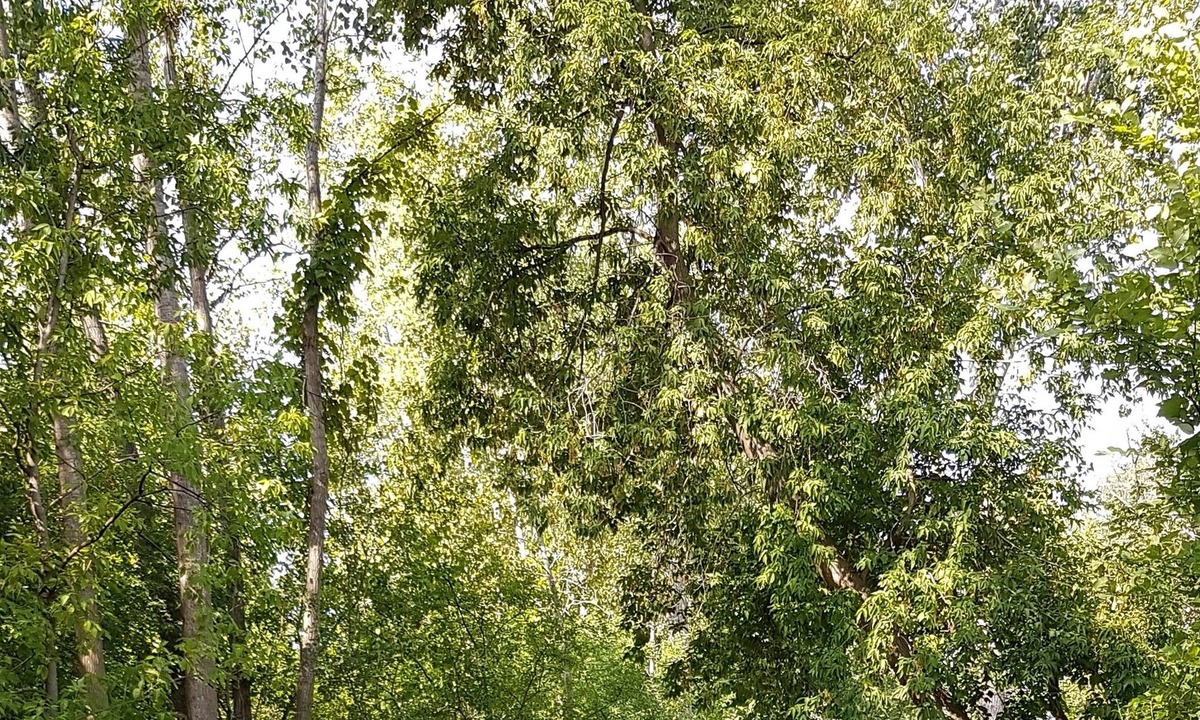 Aylmer Apartment | Cozy and beautiful flat, close to downtown Ottawa, many trees around