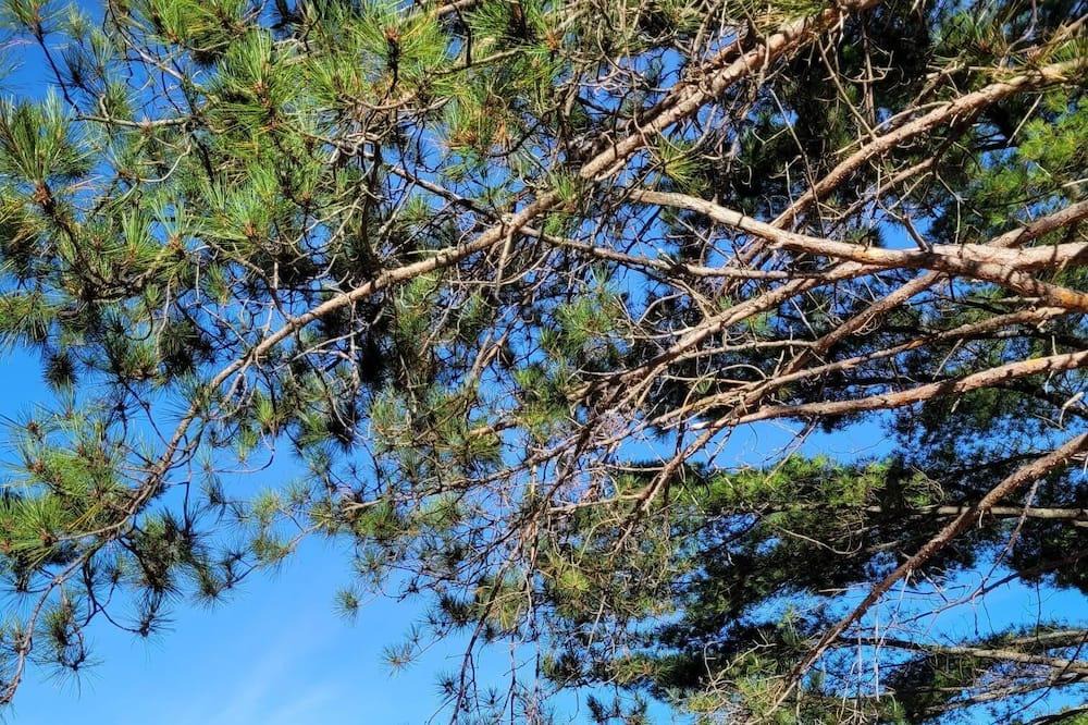 Bowman Cottage | COZY WATERFRONT COTTAGE - 45MIN FROM GATINEAU