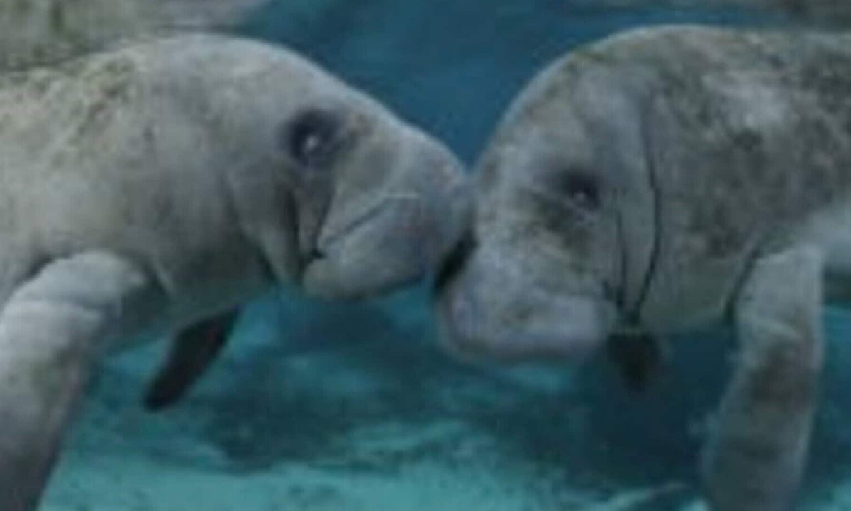 Hernando House | Lakeshore lodge slp12 golf, major springs, ocean, manatees nearby
