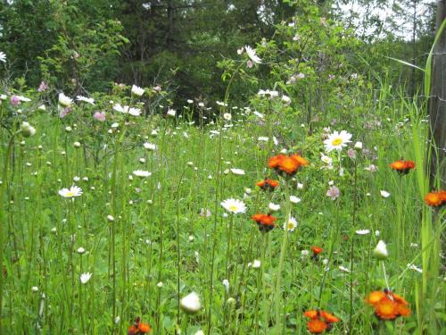 Central Okanagan Bed & Breakfast | Wild Nature B&B