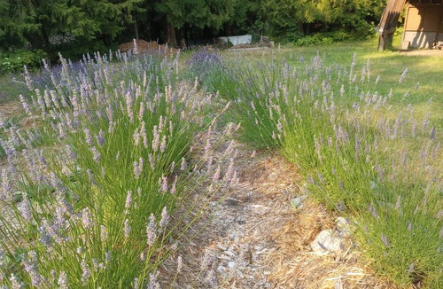 Fauquier Cottage | Arrow Lake Lavender Estate for 6 | Hot Springs, Beach, Bt. Dock & Golf
