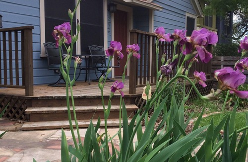 Zilker House | Ask about discounts for longer stays at this Fantastic 3/2 home in Zilker Park