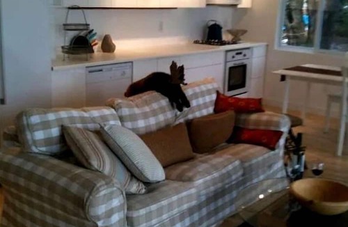 Frontenac Cottage | Three Pet-Friendly Cottages Perfect for Outdoor Adventures in Ontario