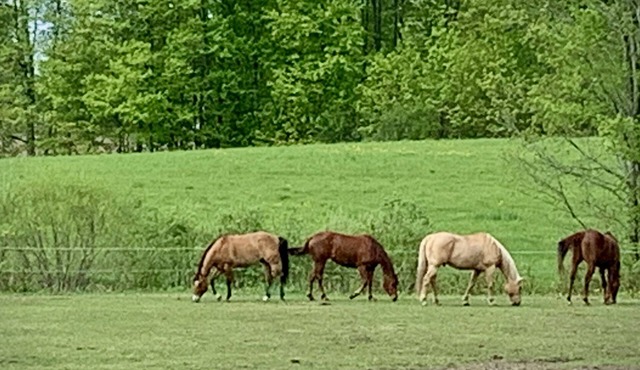 Beautiful farmhouse with horses, pet friendly & close to Prince Edward County.