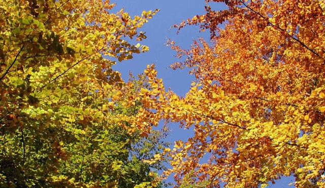 Come and enjoy the sweet, sylvan solitude of Quadra Island.