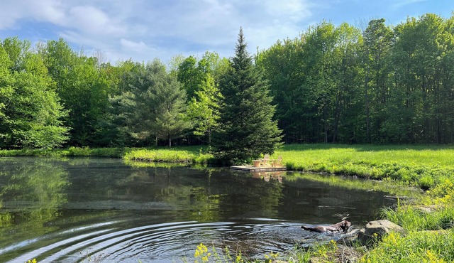 PRIVATE FOREST WITH PATHS AND POND ON THE DOORSTEP. YOUR DOG OFF-LEASH EVERYWHERE. in Bromont