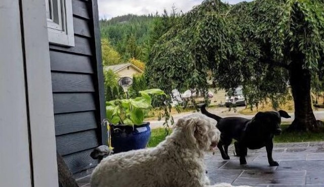 Quiet Squamish Home/5 bdrms/3 bthrms/2 kitchens Chief Views.