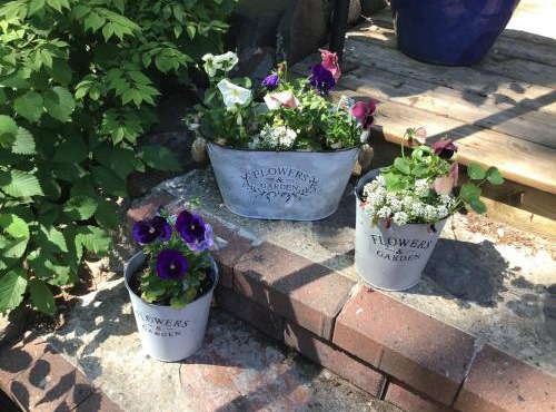 The Stella Rose B&B