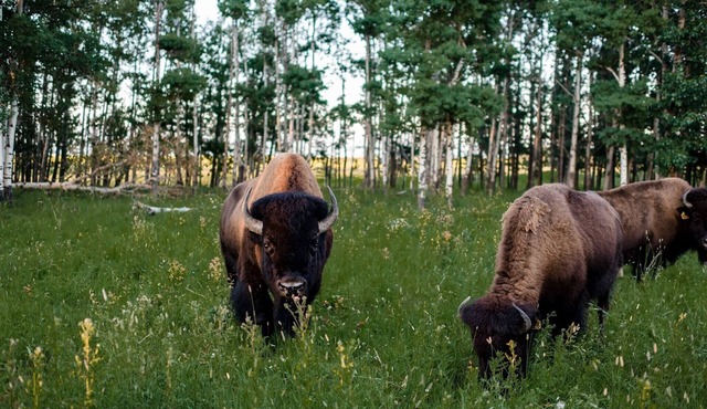 Unique western style cabin surrounded by nature in a bison pasture 🦬
