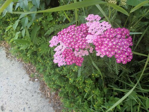 Elcho Ottawa 