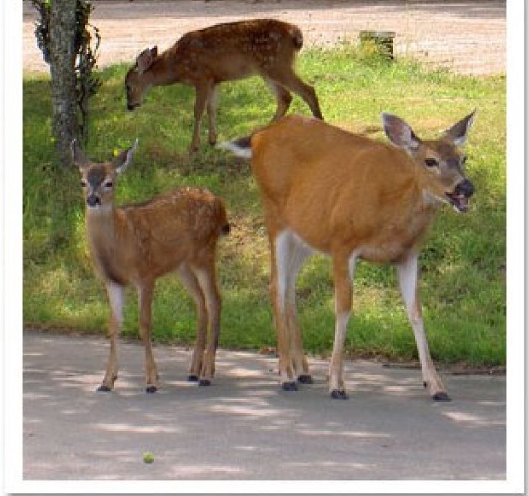 Photo of Others in Mayne Island