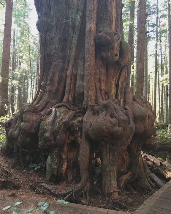 Photo of Others in Port Renfrew