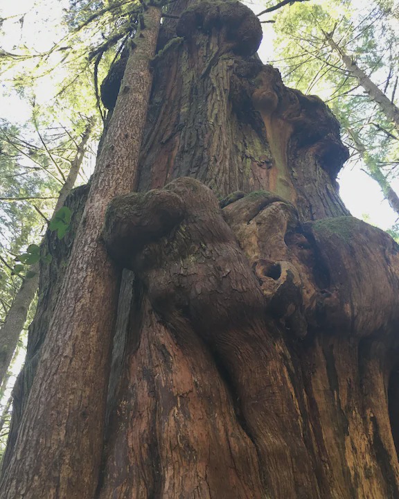 Photo of Others in Port Renfrew
