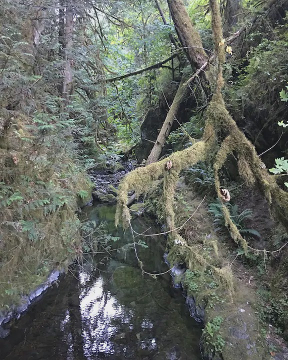 Photo of Others in Port Renfrew