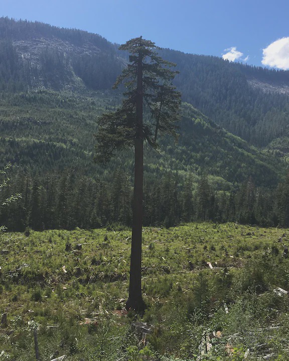 Photo of Others in Port Renfrew