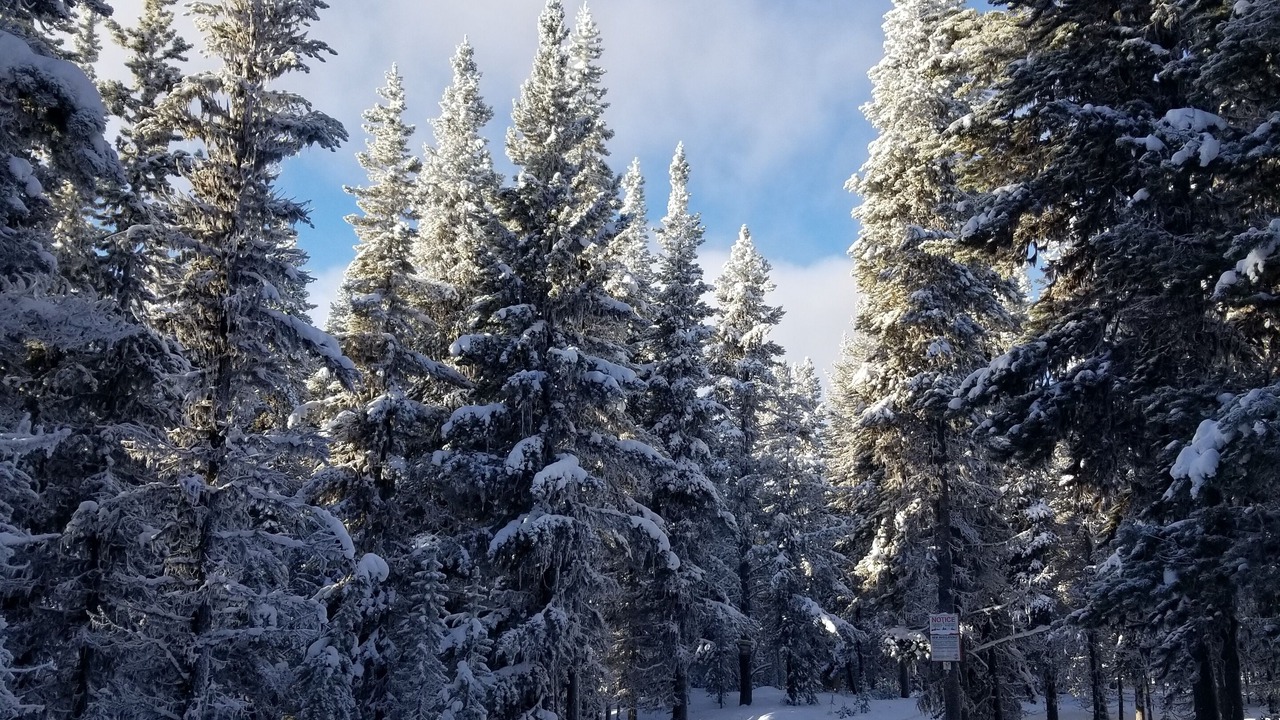 Photo of Others in Apex Mountain