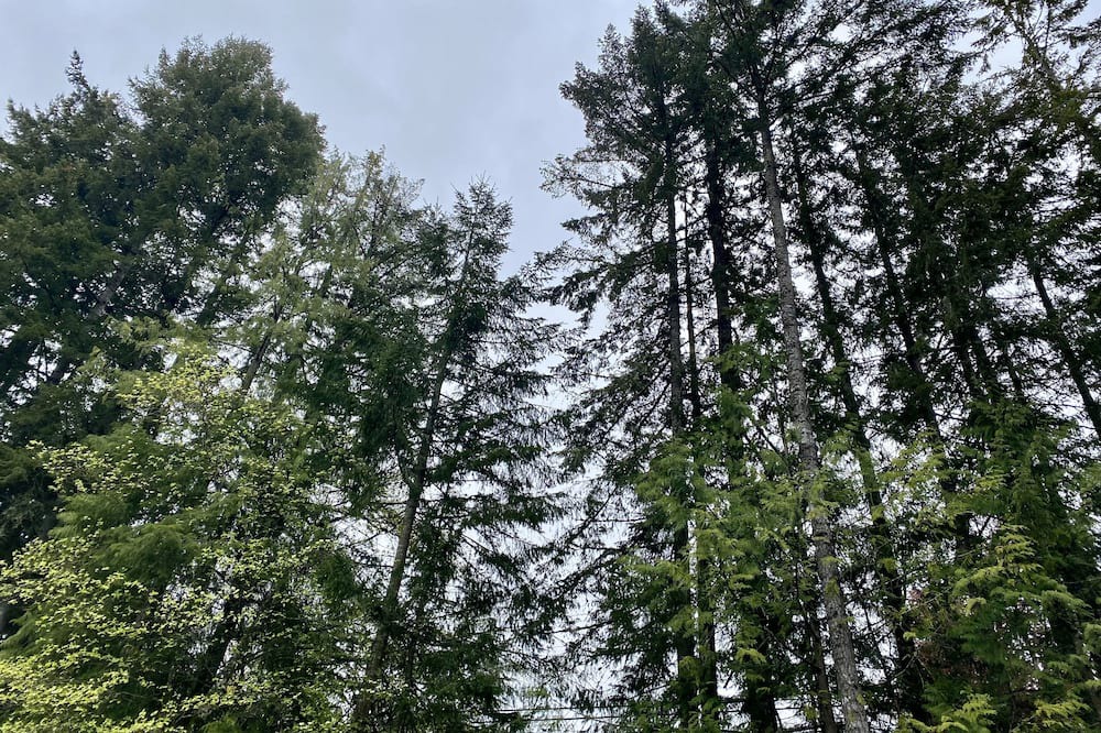 Photo of Outdoor in Duncan