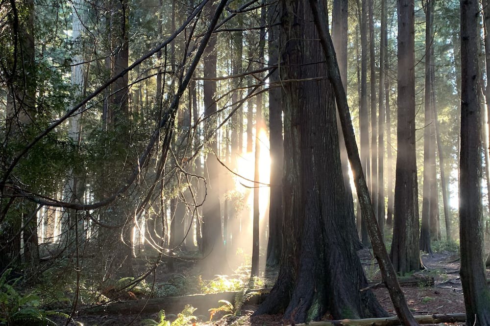 Photo of Outdoor in Davis Bay