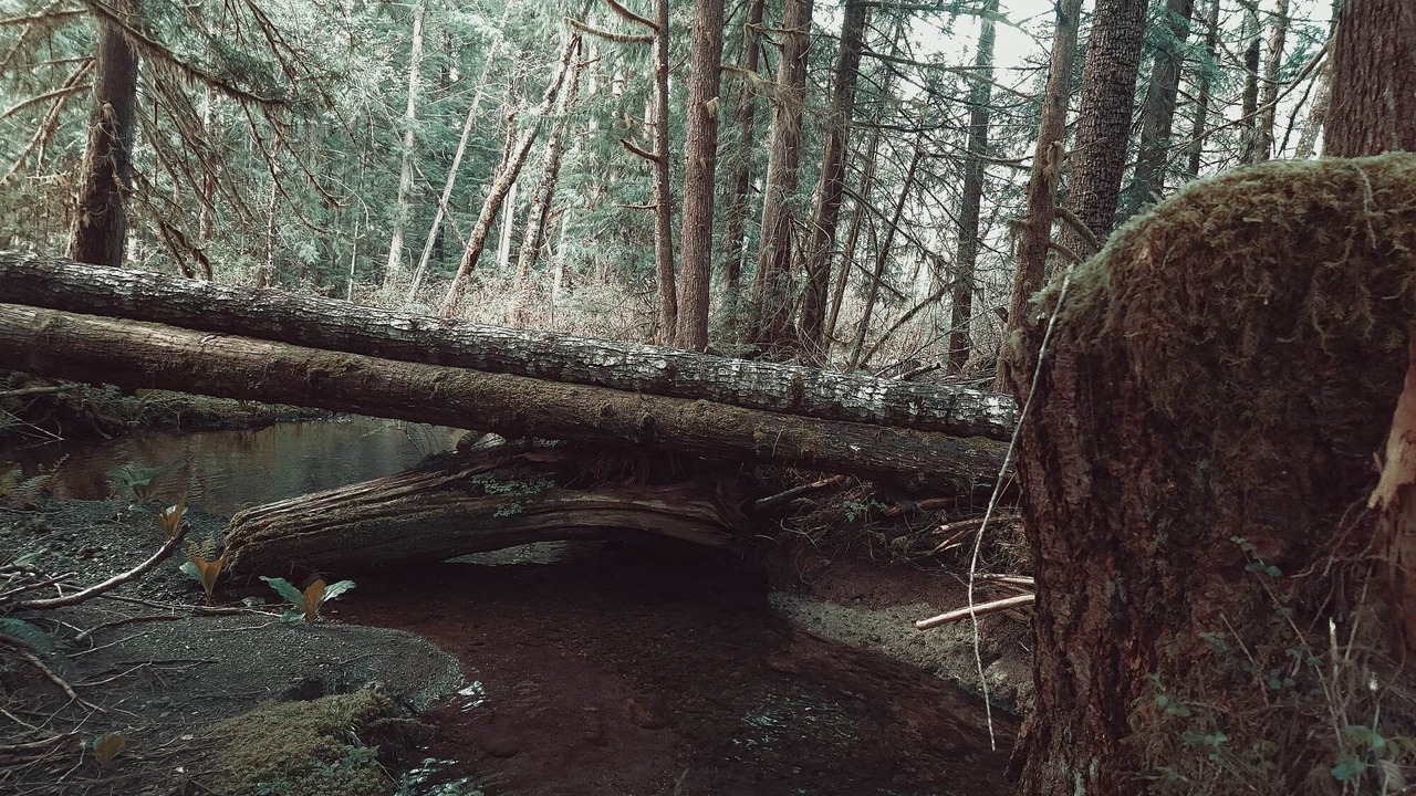 Photo of Outdoor in Lake Cowichan