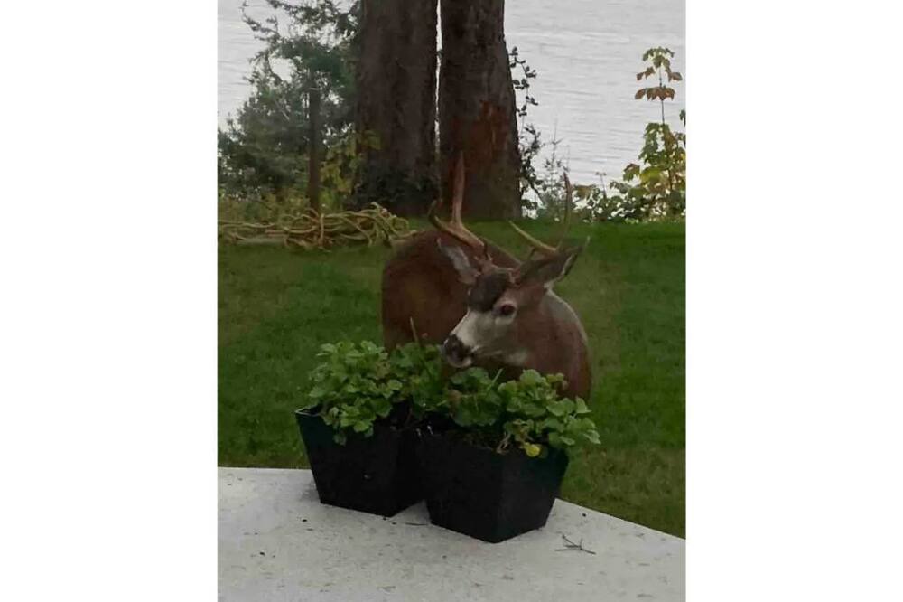 Photo of Outdoor in Regional District of Nanaimo