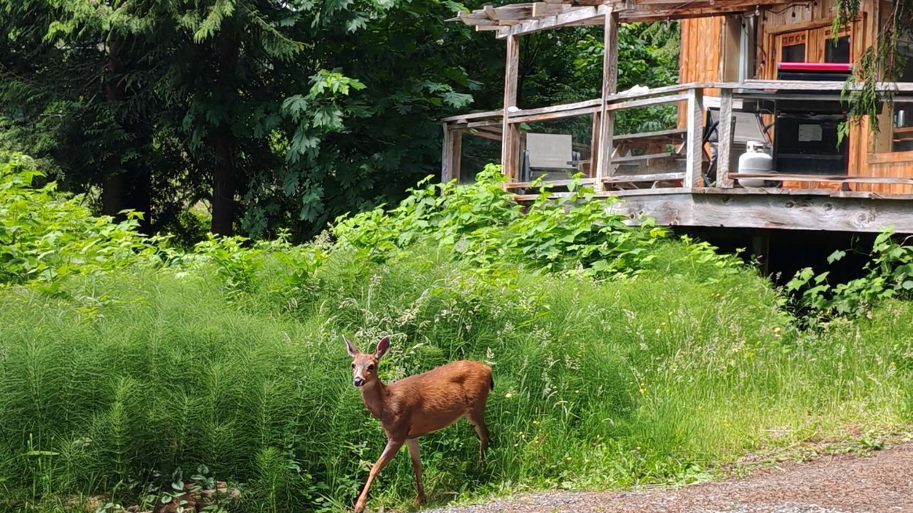 Photo of Outdoor in Sliammon