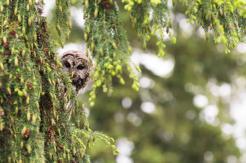 Photo of Others in Shawnigan Lake