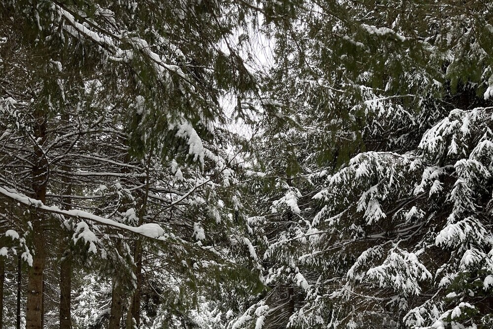 Photo of Outdoor in Bracebridge