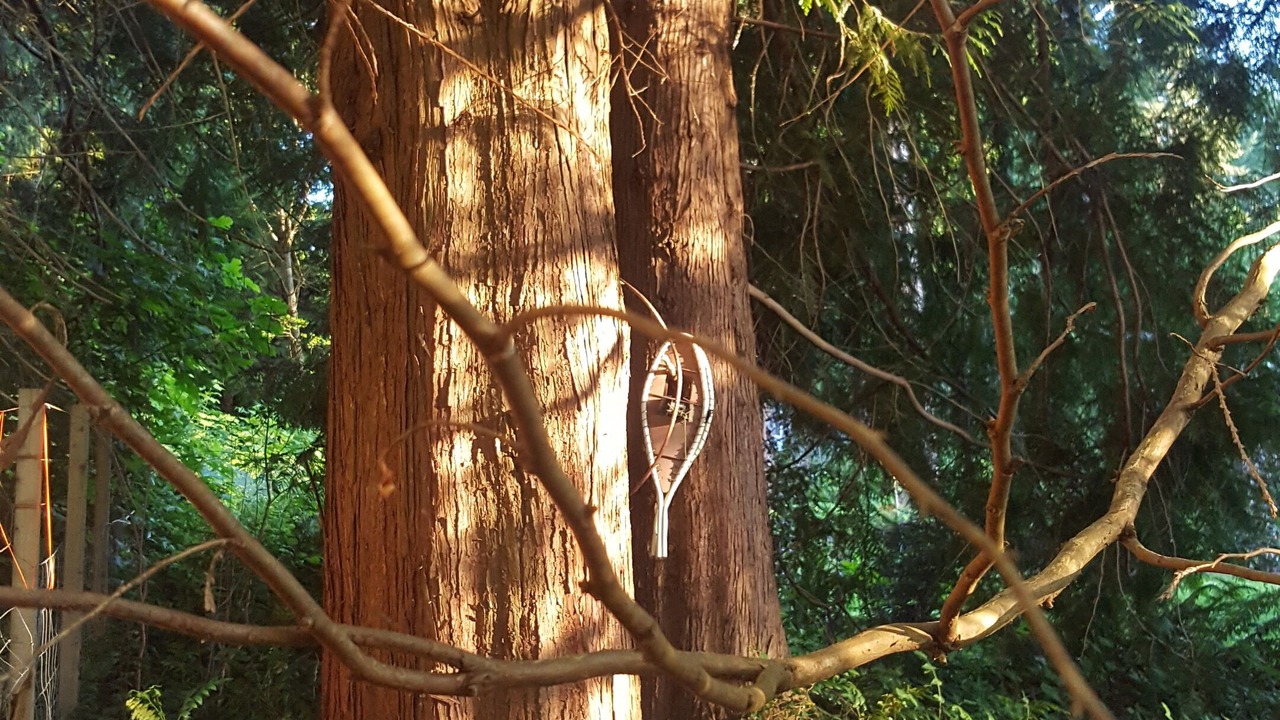 Photo of Outdoor in Comox