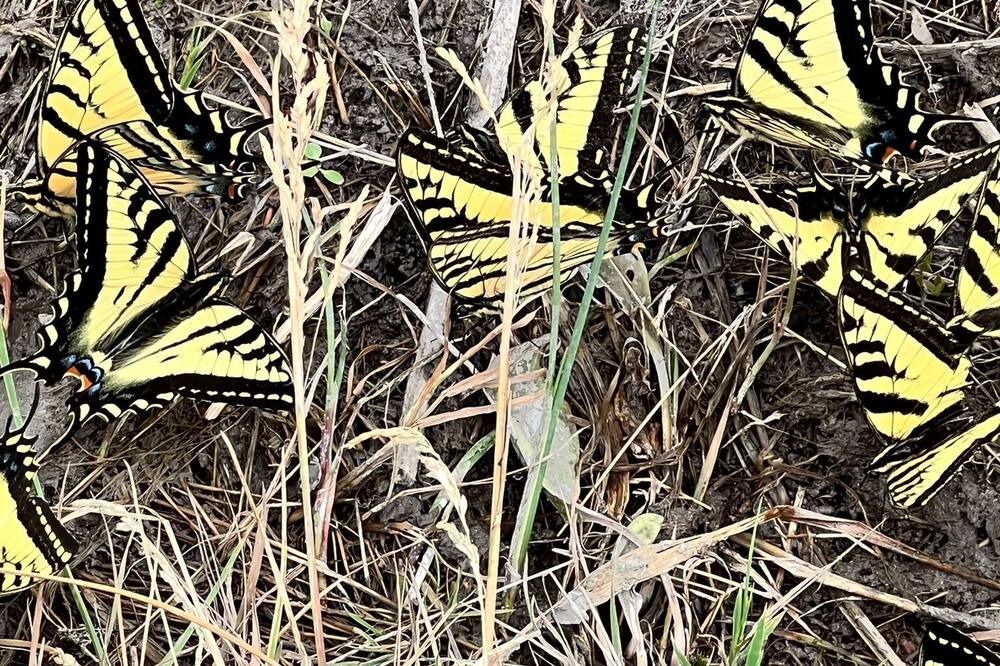 Photo of Outdoor in Okanagan-Similkameen
