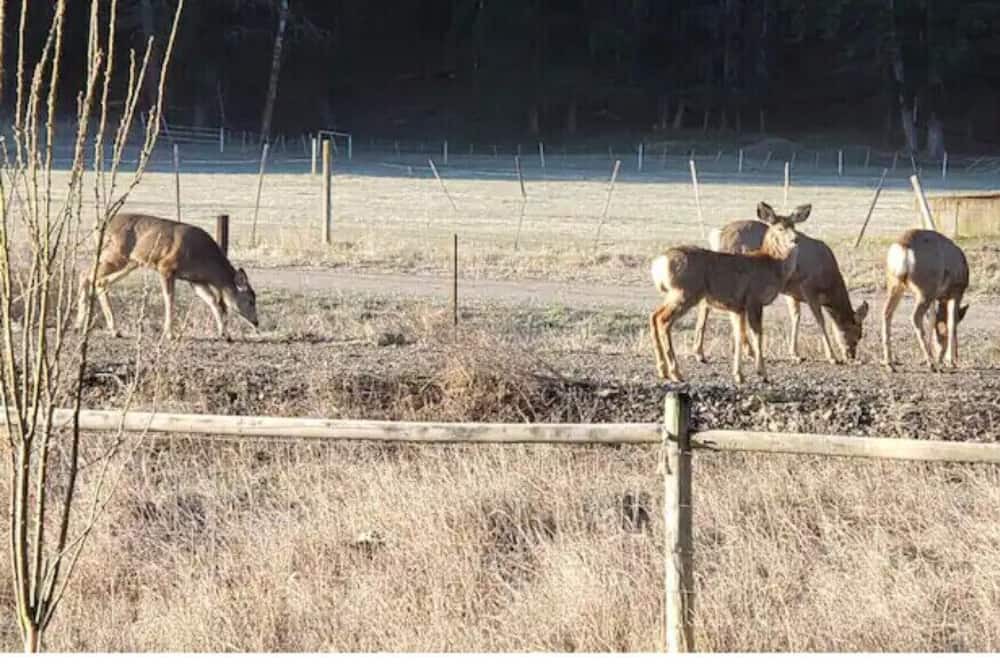 Photo of Outdoor in Lower Nicola