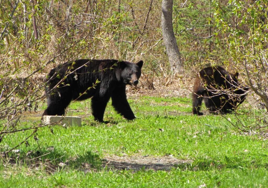 Photo of Outdoor in Stewart