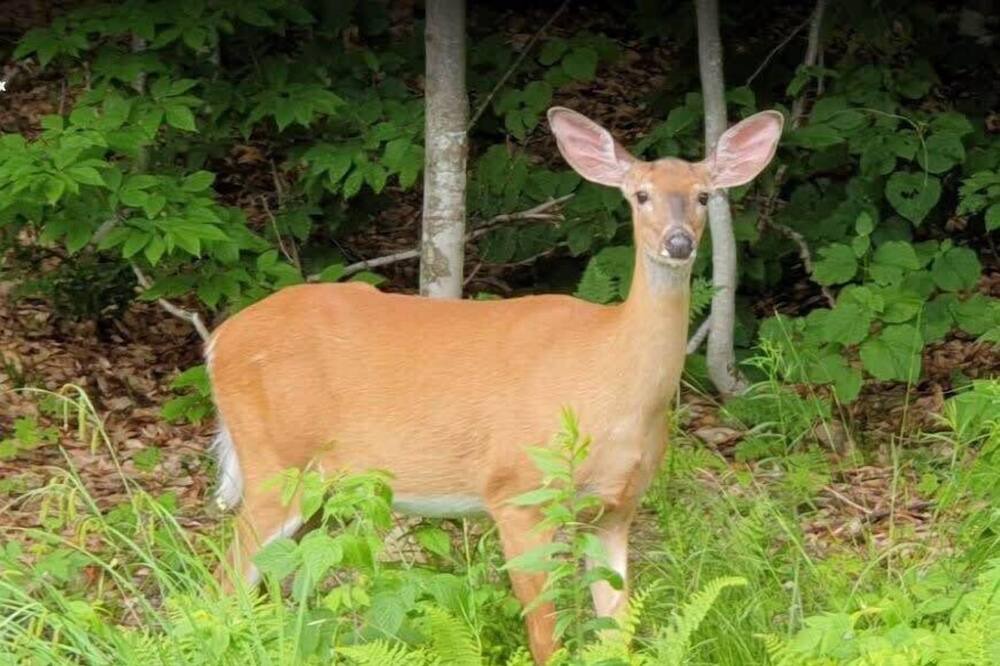 Photo of Others in Wentworth-Nord