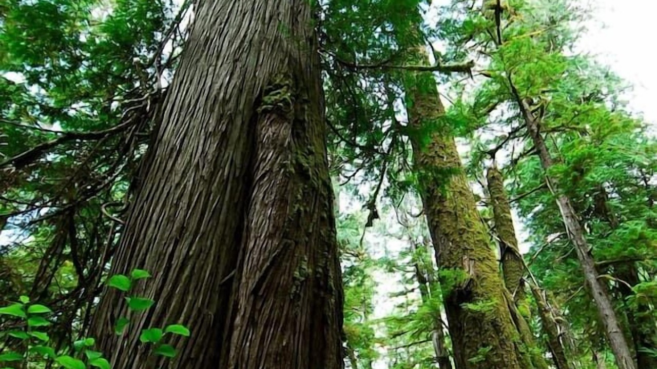 Photo of Outdoor in Tofino