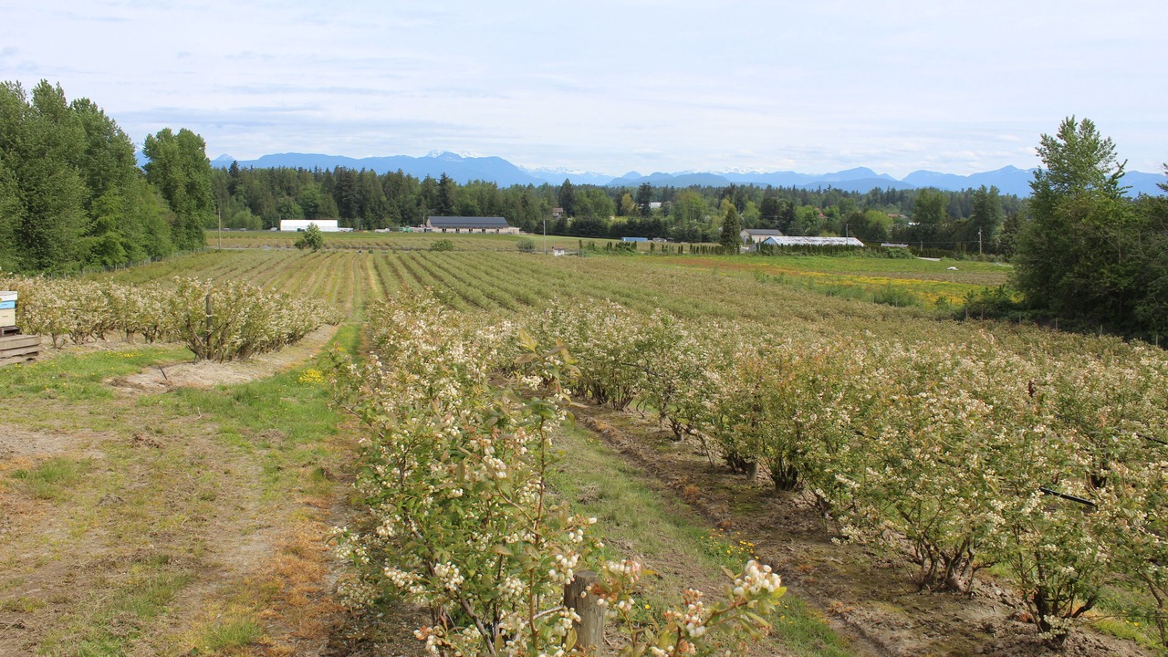 Photo of Outdoor in West Abbotsford