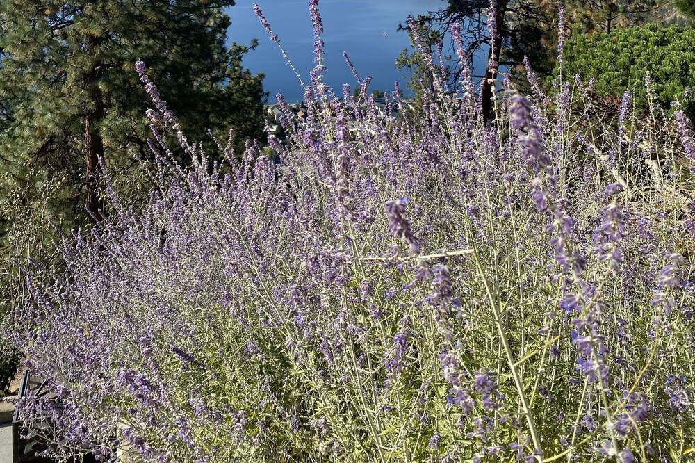 Photo of Outdoor in Central Okanagan