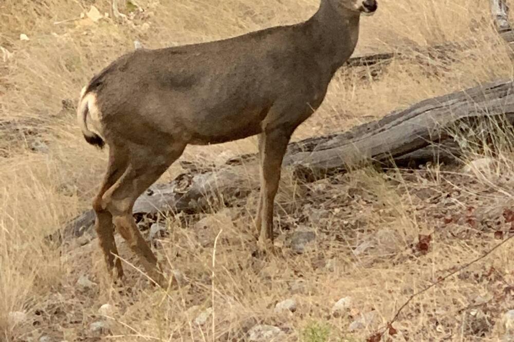 Photo of Outdoor in Central Okanagan