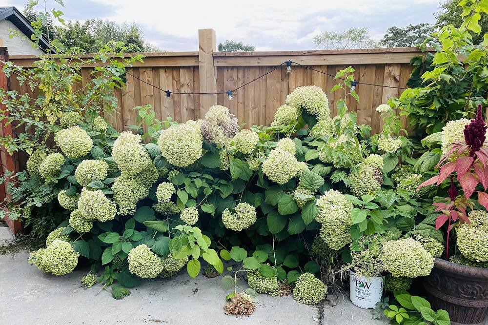 Photo of Outdoor in Lakeview