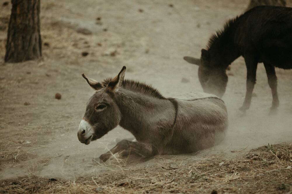 Photo of Others in Okanagan-Similkameen