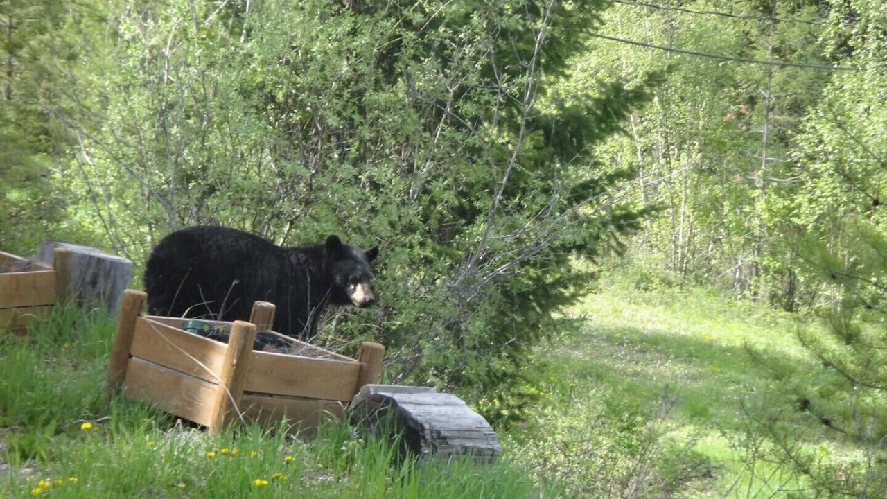 Photo of Outdoor in Golden