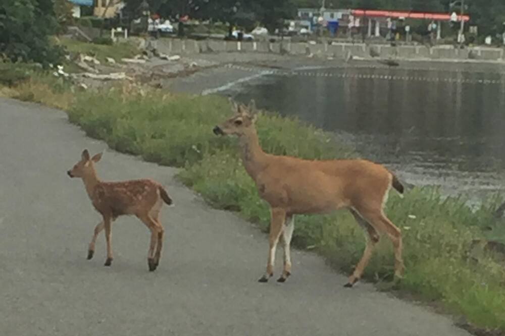 Photo of Others in Departure Bay