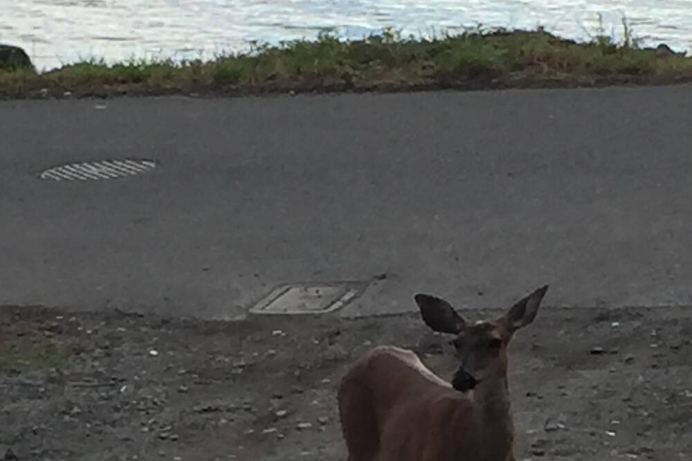 Photo of Others in Departure Bay