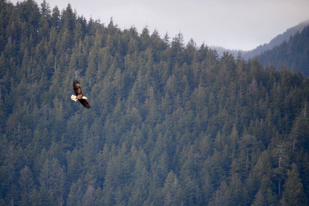 Photo of Others in Port Renfrew