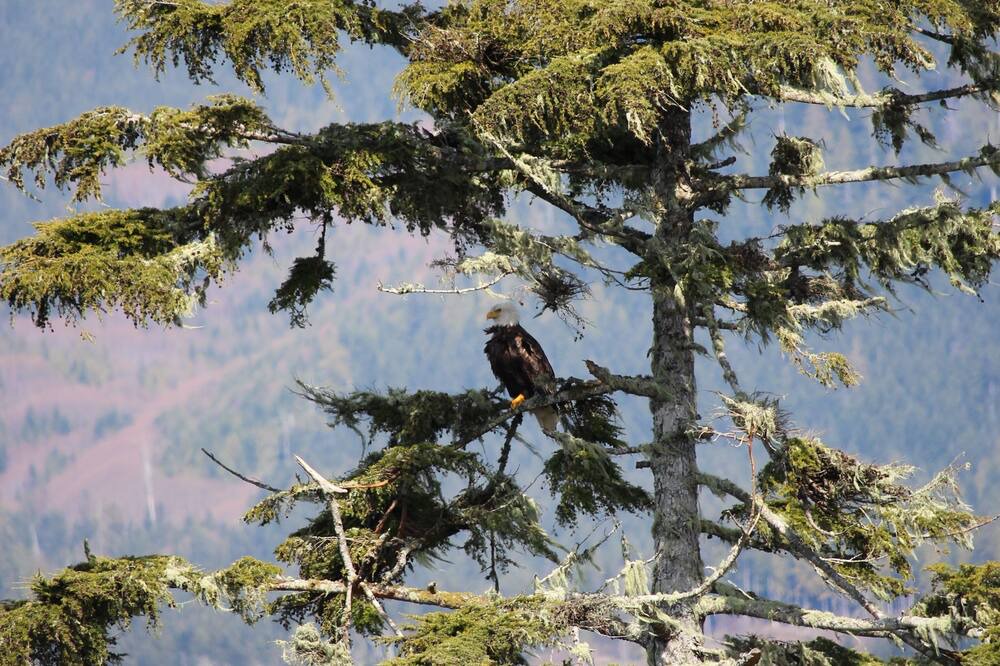 Photo of Others in Port Renfrew