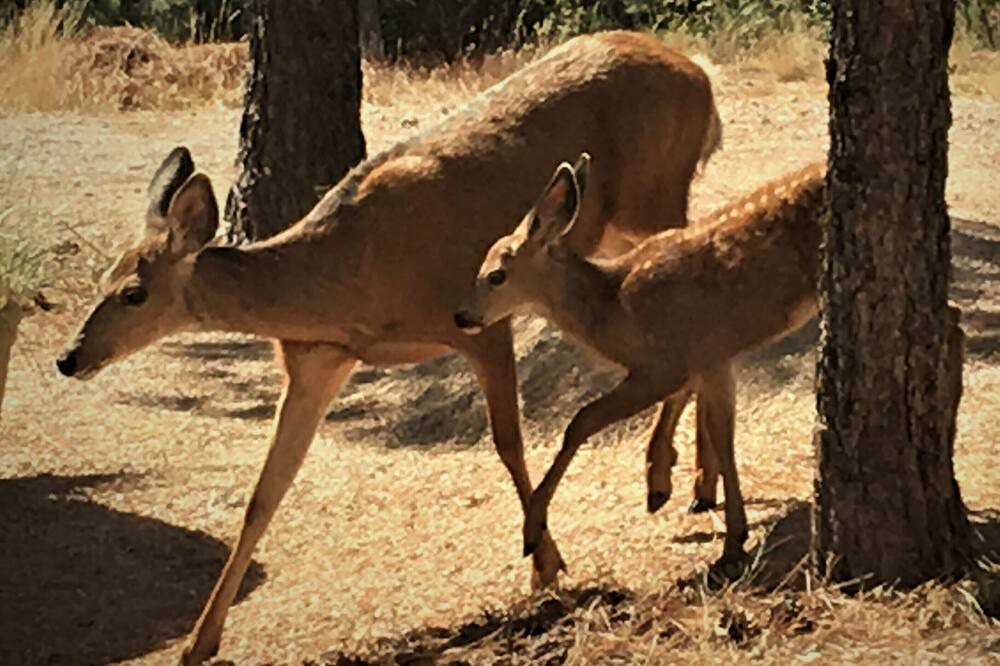 Photo of Others in Okanagan-Similkameen