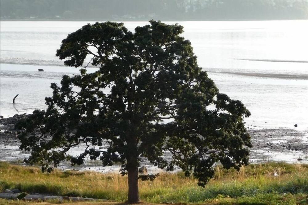 Photo of Outdoor in Courtenay