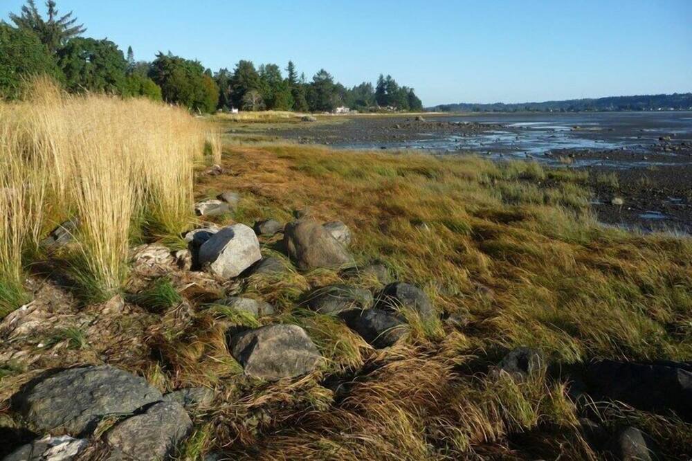 Photo of Others in Courtenay