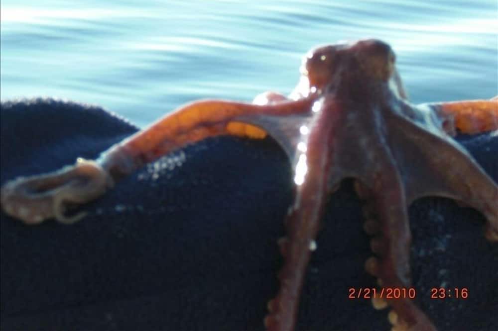 Photo of Others in Halfmoon Bay