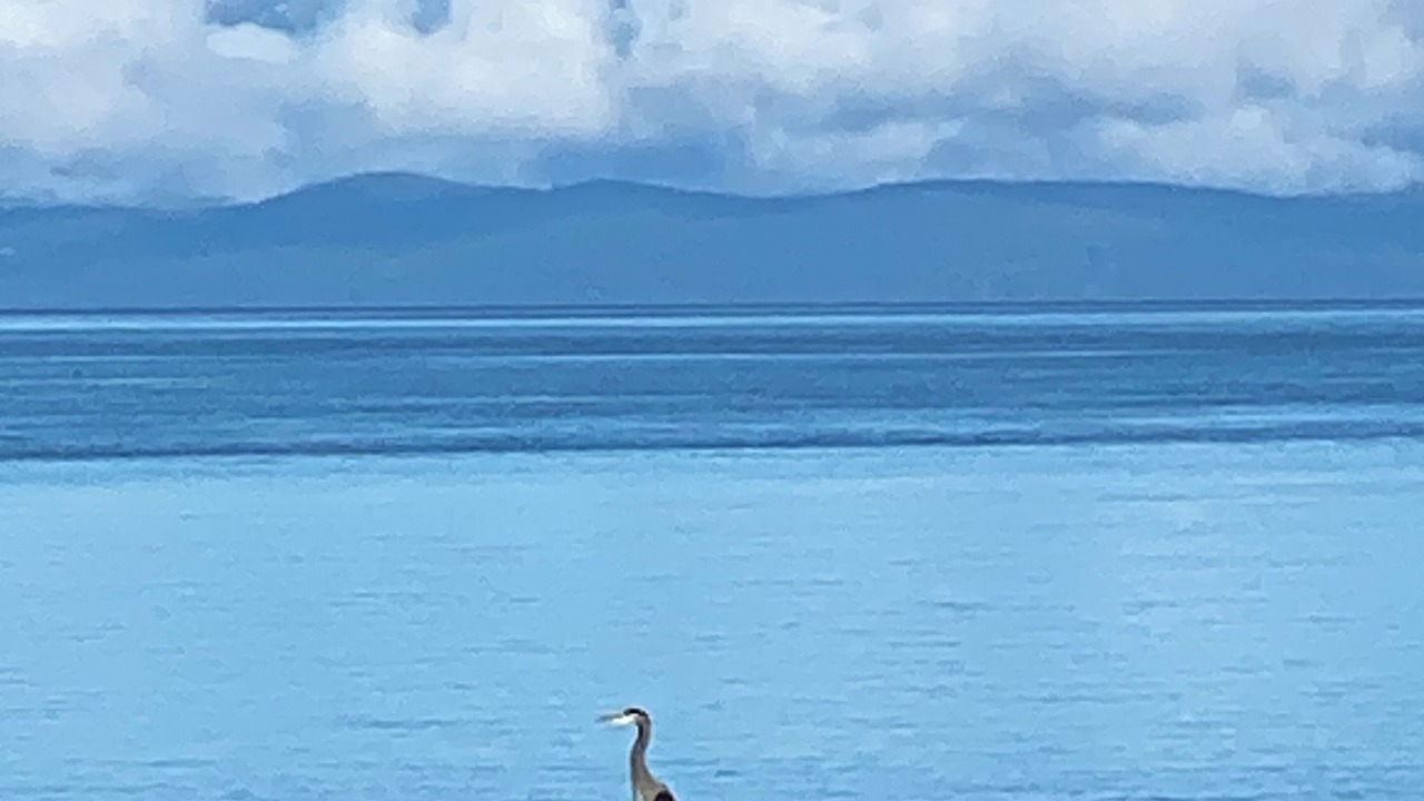 Photo of Others in Comox