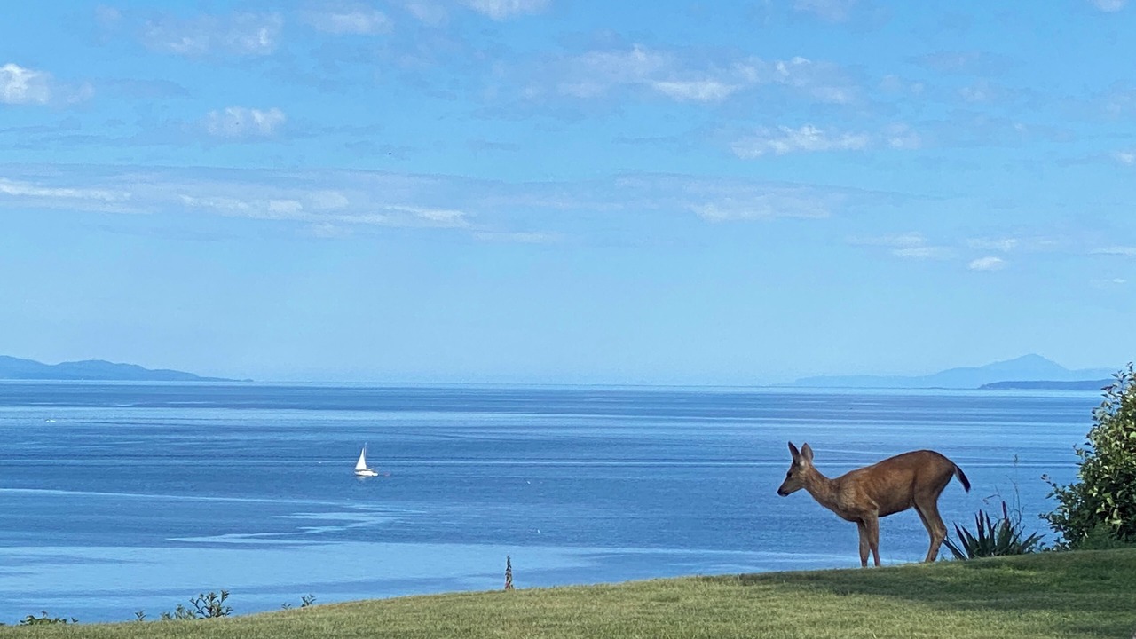 Photo of Others in Comox