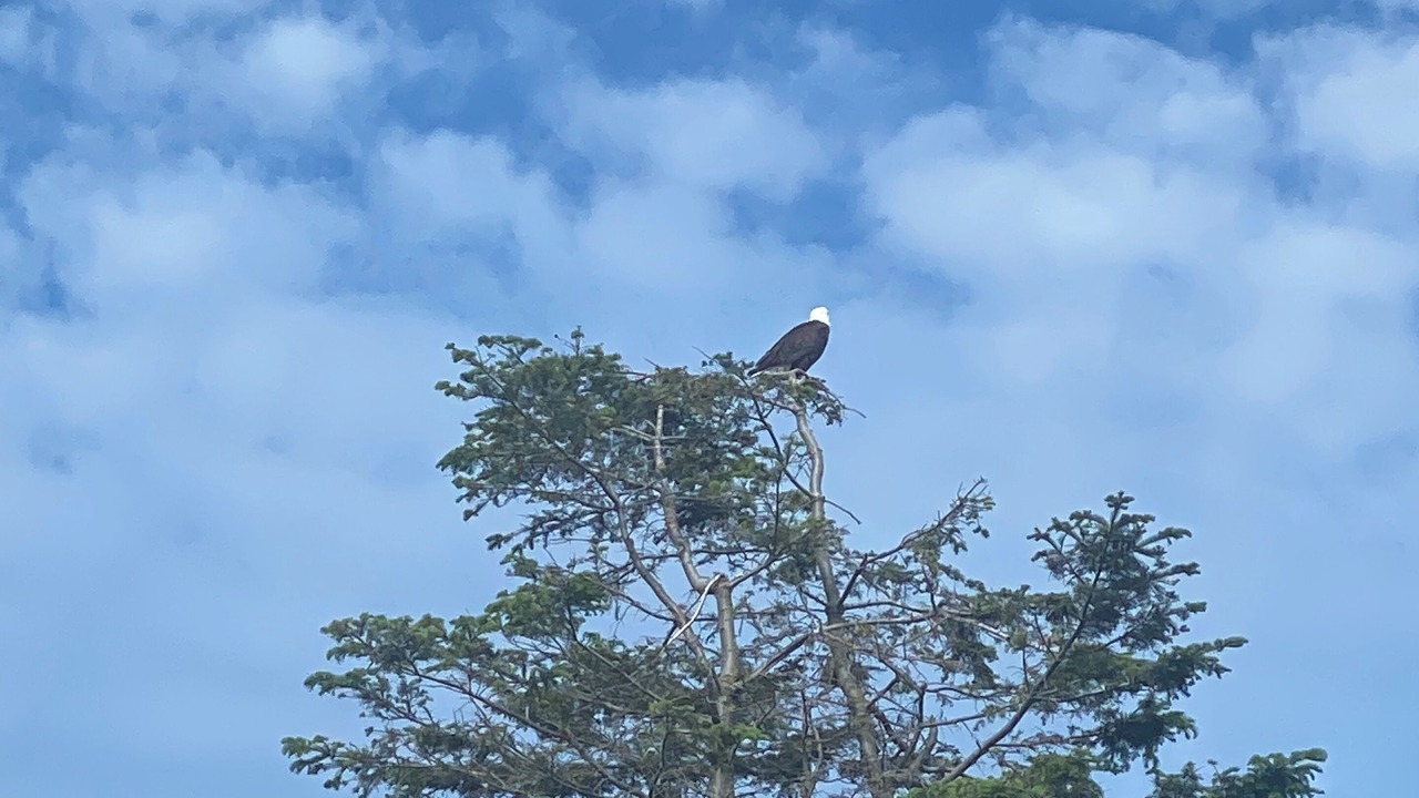 Photo of Others in Comox